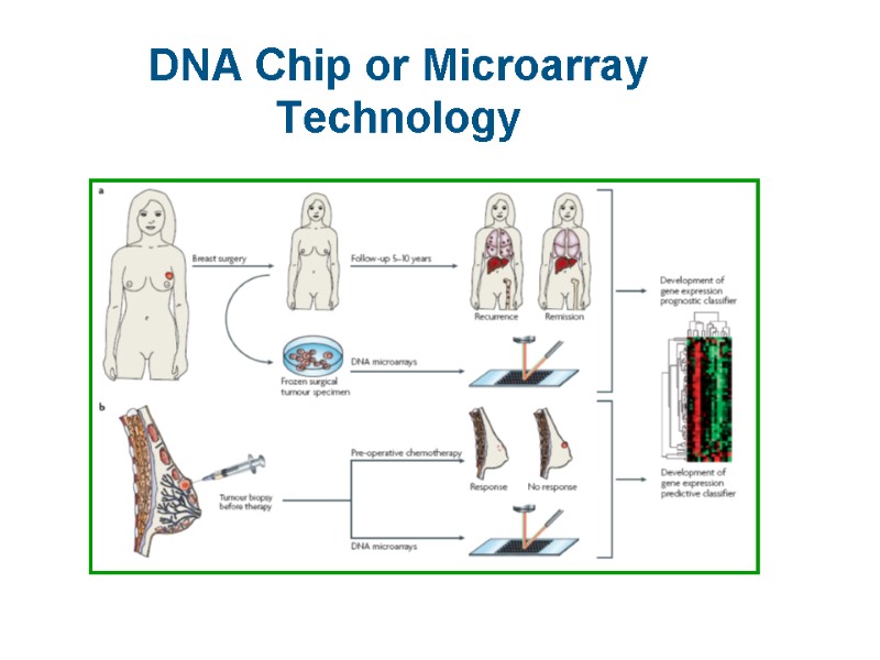 DNA Chip or Microarray Technology
